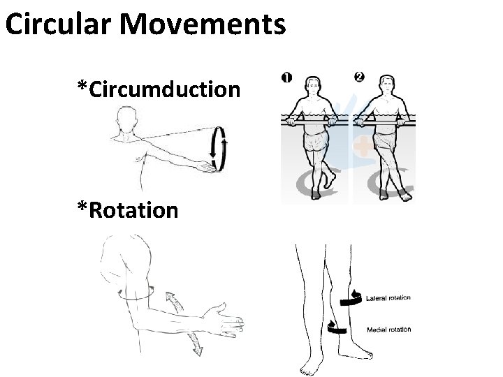 Circular Movements *Circumduction *Rotation 