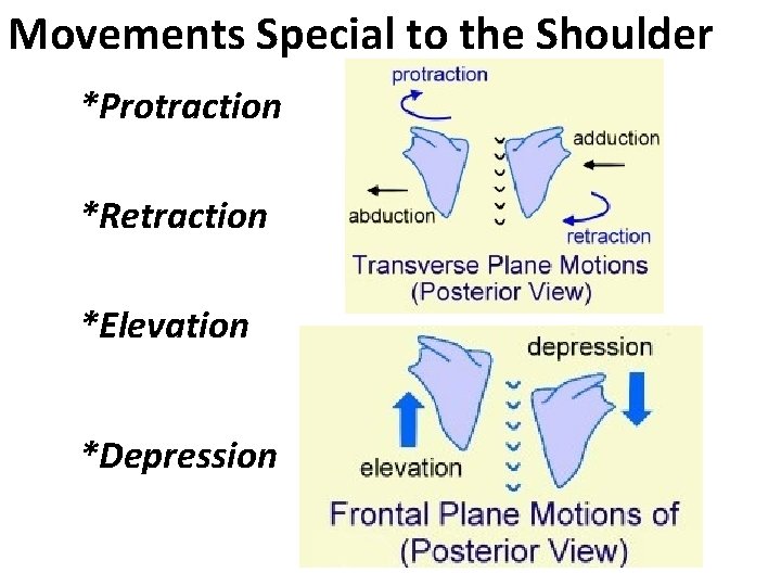 Movements Special to the Shoulder *Protraction *Retraction *Elevation *Depression 