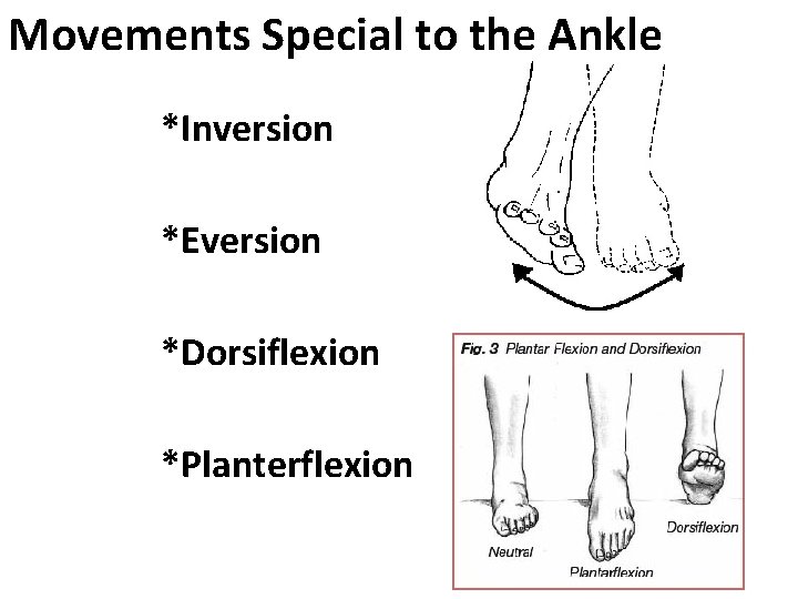 Movements Special to the Ankle *Inversion *Eversion *Dorsiflexion *Planterflexion 