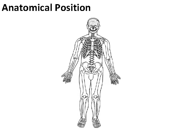 Anatomical Position 