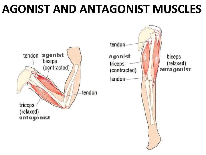 AGONIST AND ANTAGONIST MUSCLES 