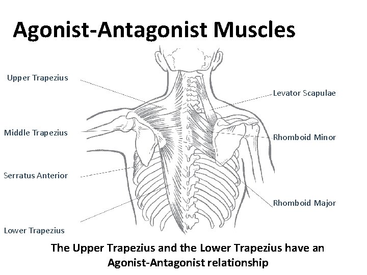 Agonist-Antagonist Muscles Upper Trapezius Levator Scapulae Middle Trapezius Rhomboid Minor Serratus Anterior Rhomboid Major