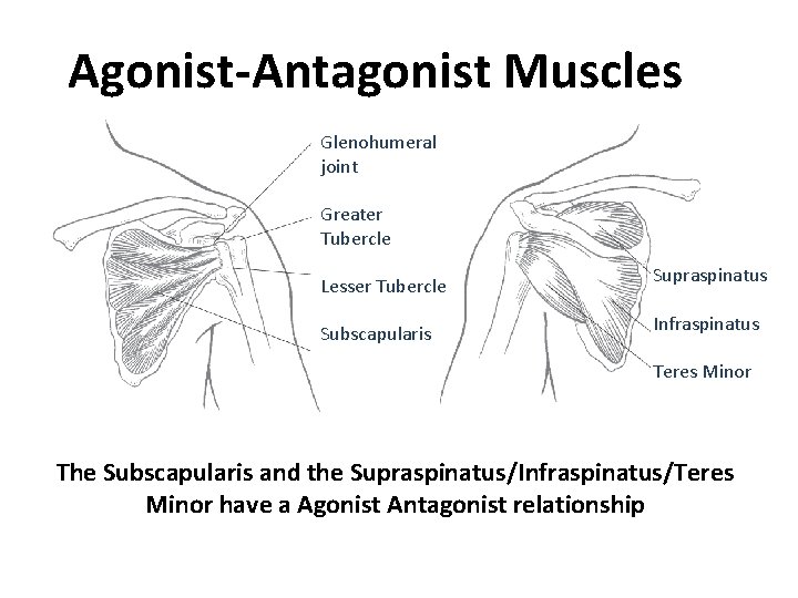 Agonist-Antagonist Muscles Glenohumeral joint Greater Tubercle Lesser Tubercle Subscapularis Supraspinatus Infraspinatus Teres Minor The