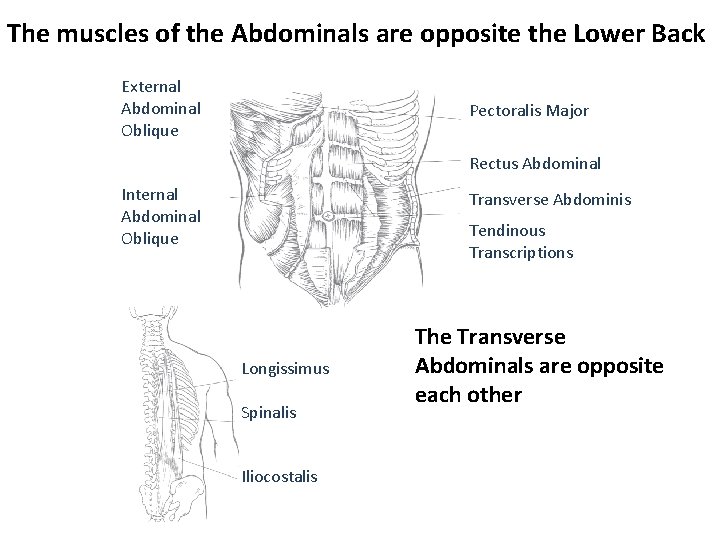 The muscles of the Abdominals are opposite the Lower Back External Abdominal Oblique Pectoralis