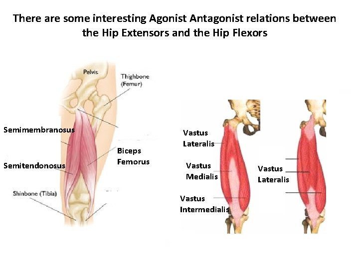 There are some interesting Agonist Antagonist relations between the Hip Extensors and the Hip