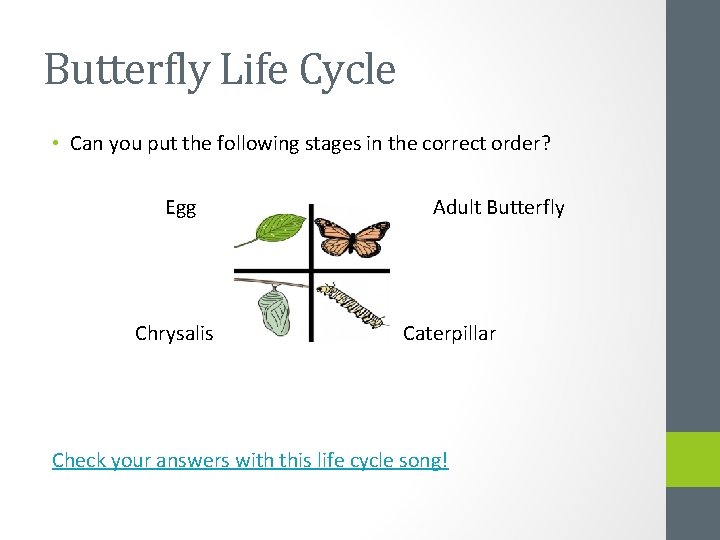Butterfly Life Cycle • Can you put the following stages in the correct order?