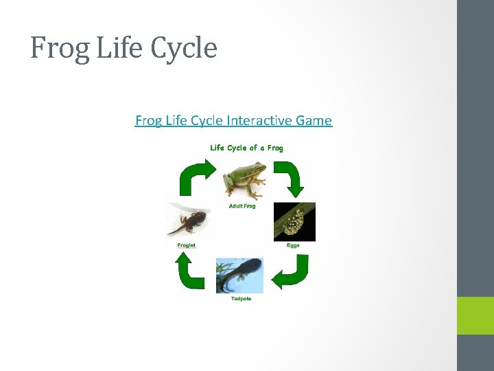 Frog Life Cycle Interactive Game 