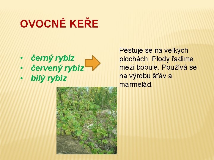 OVOCNÉ KEŘE • černý rybíz • červený rybíz • bílý rybíz Pěstuje se na