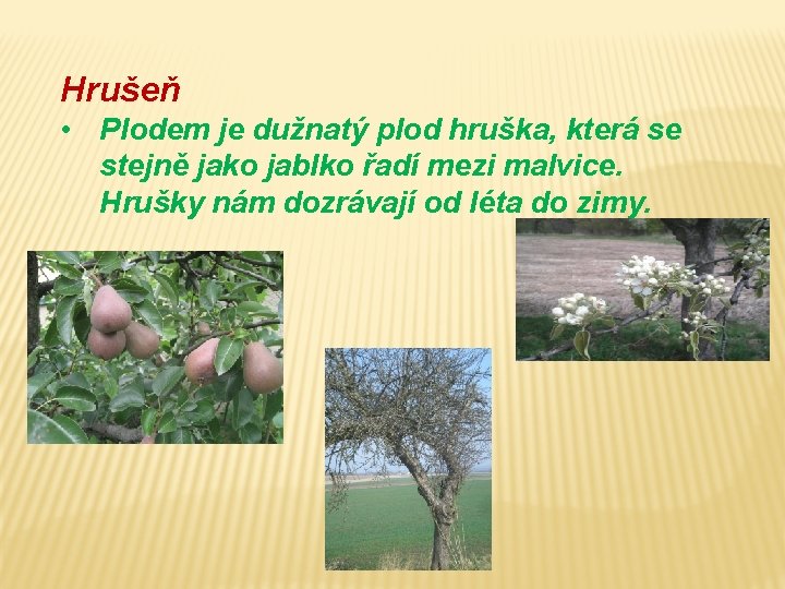 Hrušeň • Plodem je dužnatý plod hruška, která se stejně jako jablko řadí mezi