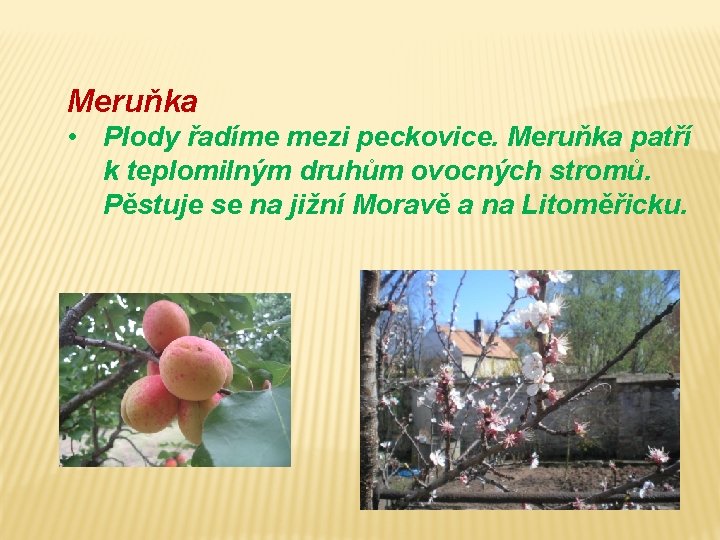 Meruňka • Plody řadíme mezi peckovice. Meruňka patří k teplomilným druhům ovocných stromů. Pěstuje