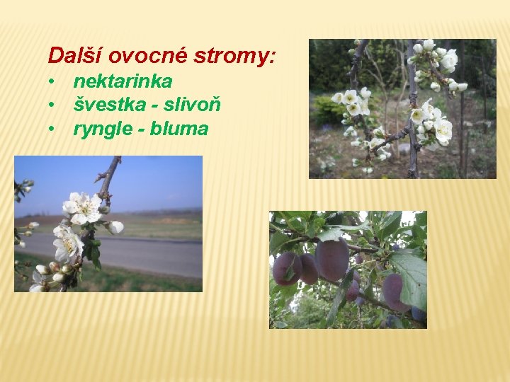 Další ovocné stromy: • nektarinka • švestka - slivoň • ryngle - bluma 