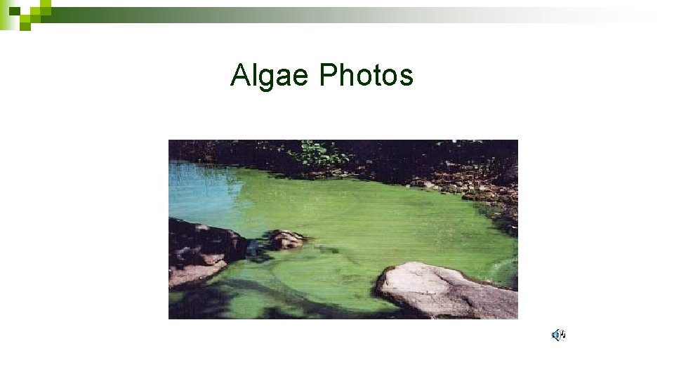 Algae Photos 