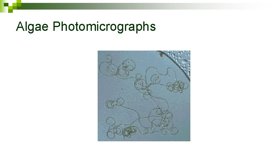 Algae Photomicrographs 