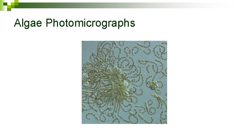 Algae Photomicrographs 