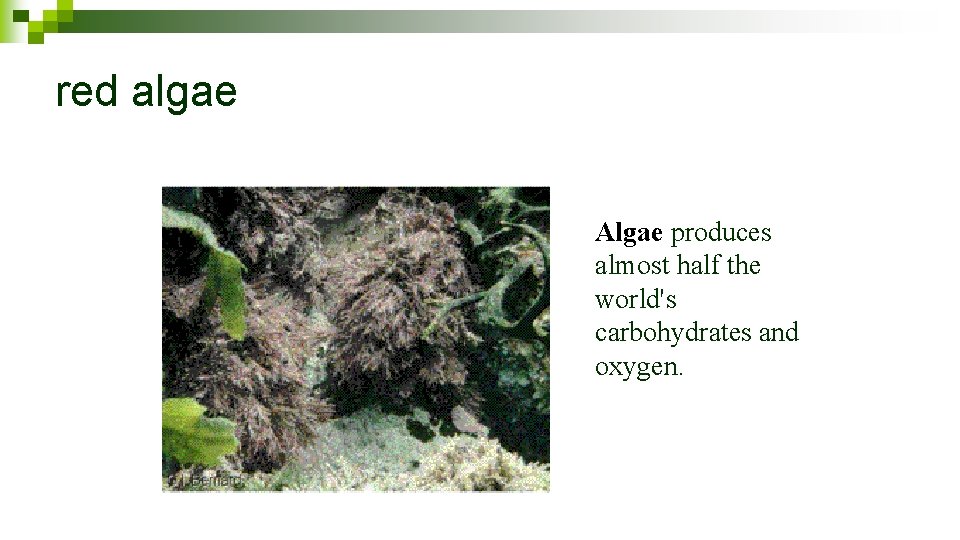 red algae Algae produces almost half the world's carbohydrates and oxygen. 