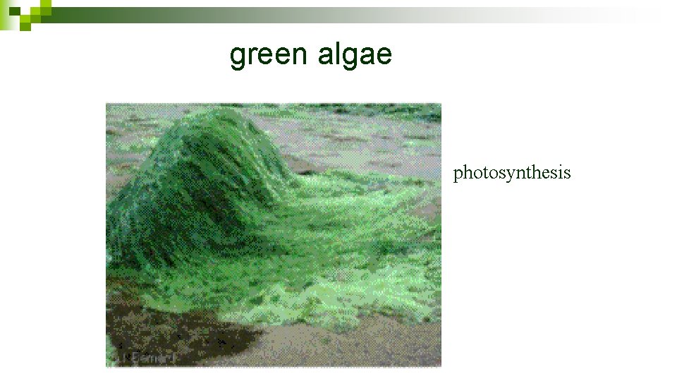 green algae photosynthesis 