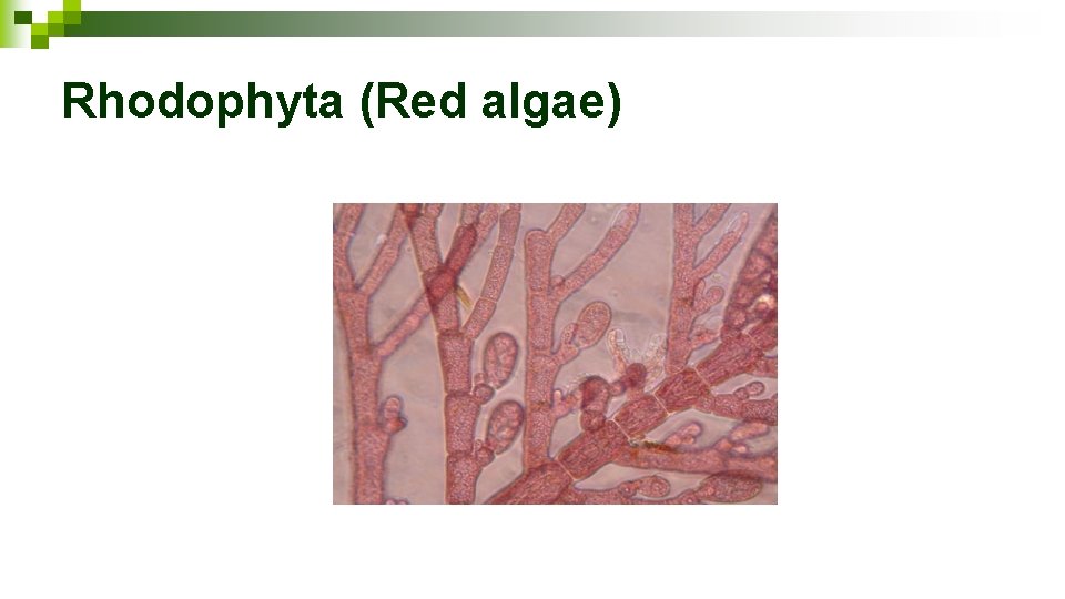 Rhodophyta (Red algae) 