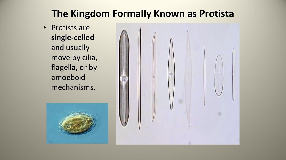 The Kingdom Formally Known as Protista • Protists are single-celled and usually move by