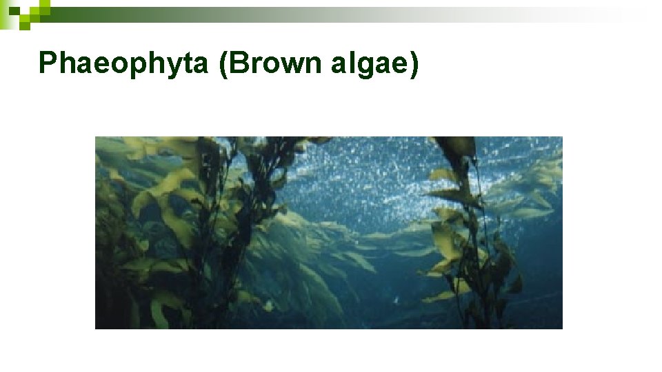 Phaeophyta (Brown algae) 