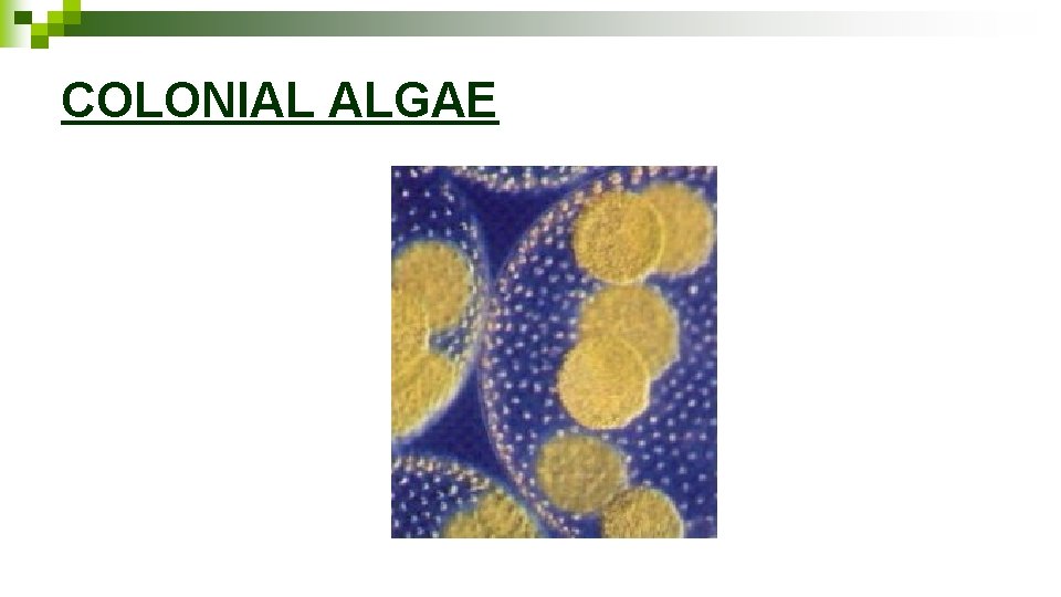 COLONIAL ALGAE 