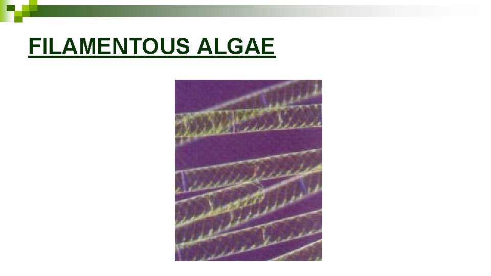 FILAMENTOUS ALGAE 