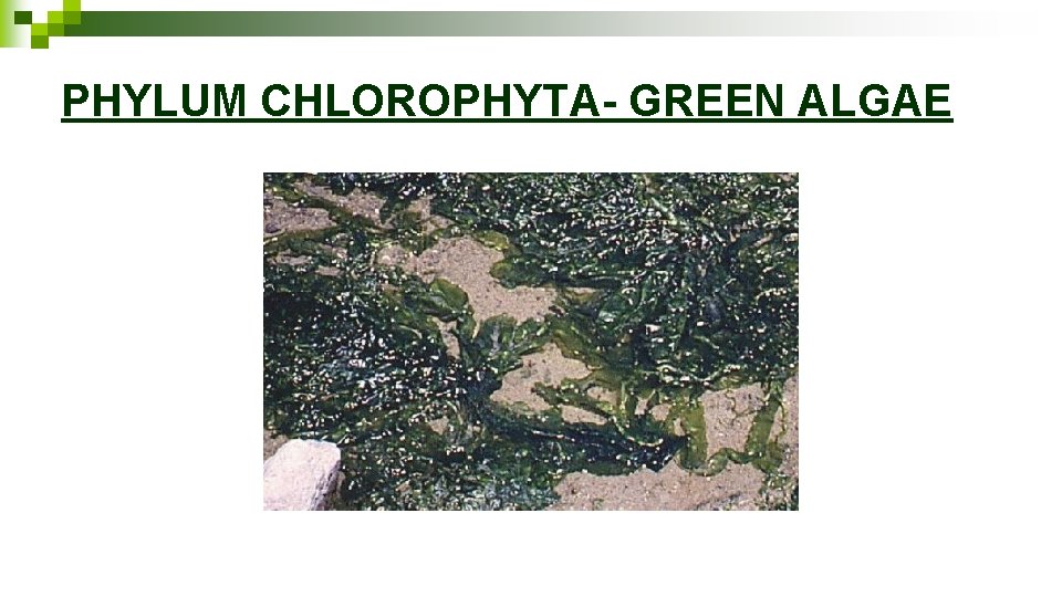 PHYLUM CHLOROPHYTA- GREEN ALGAE 