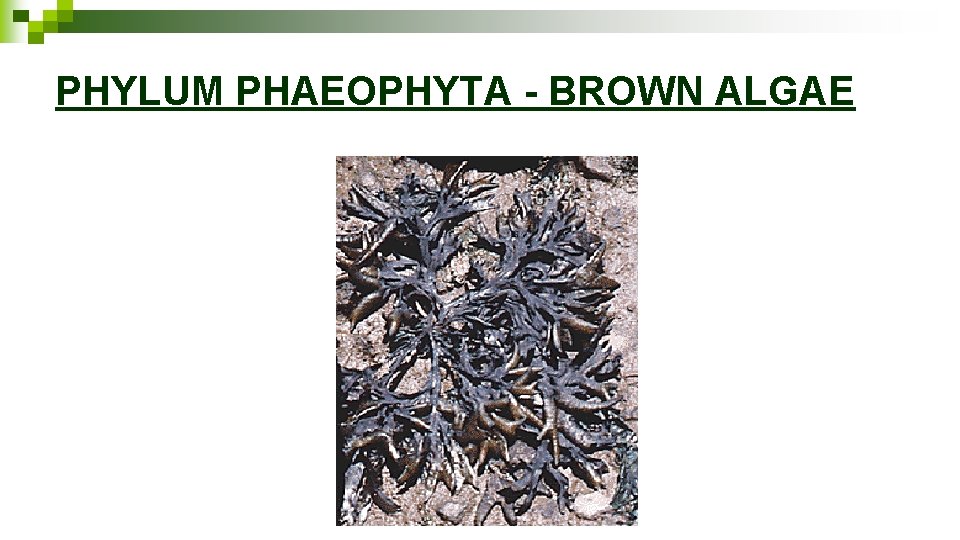 PHYLUM PHAEOPHYTA - BROWN ALGAE 