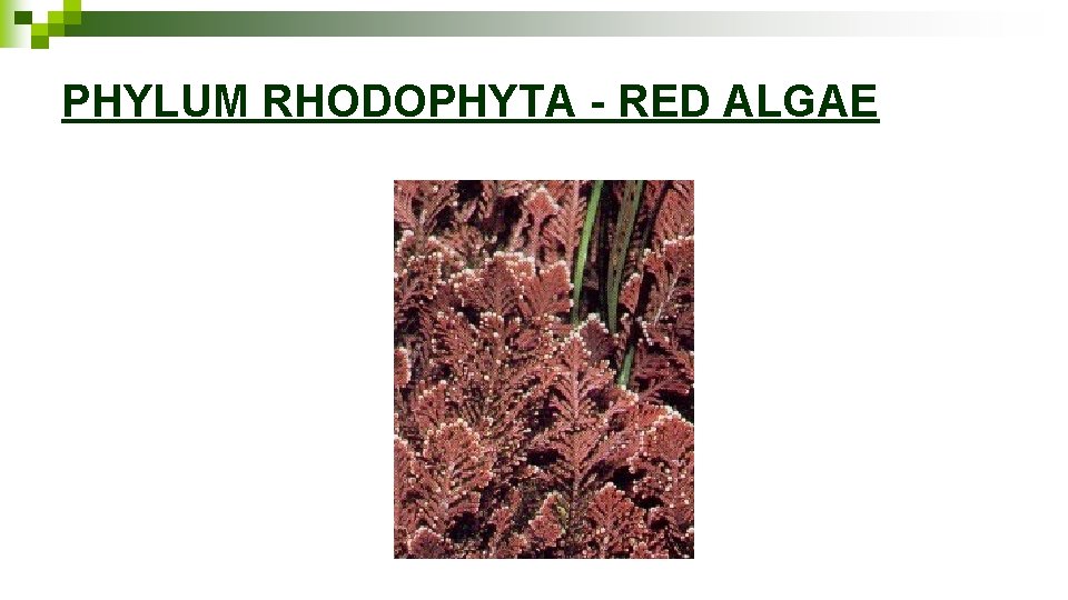 PHYLUM RHODOPHYTA - RED ALGAE 