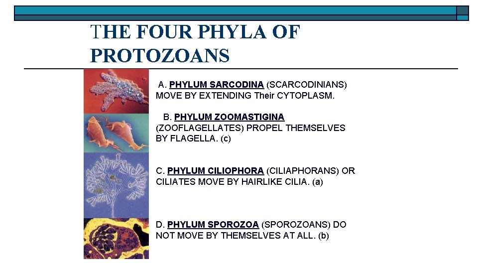 THE FOUR PHYLA OF PROTOZOANS A. PHYLUM SARCODINA (SCARCODINIANS) MOVE BY EXTENDING Their CYTOPLASM.