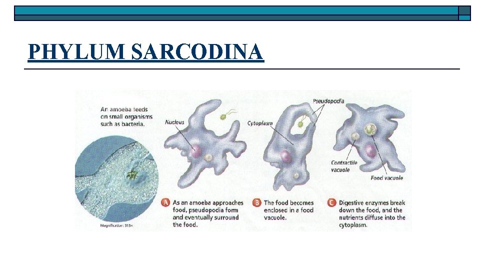 PHYLUM SARCODINA 