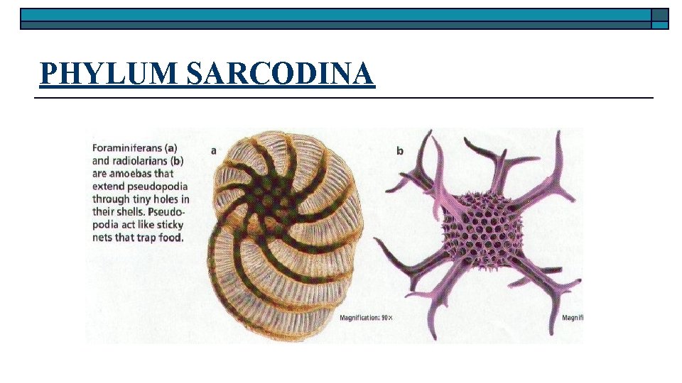 PHYLUM SARCODINA 