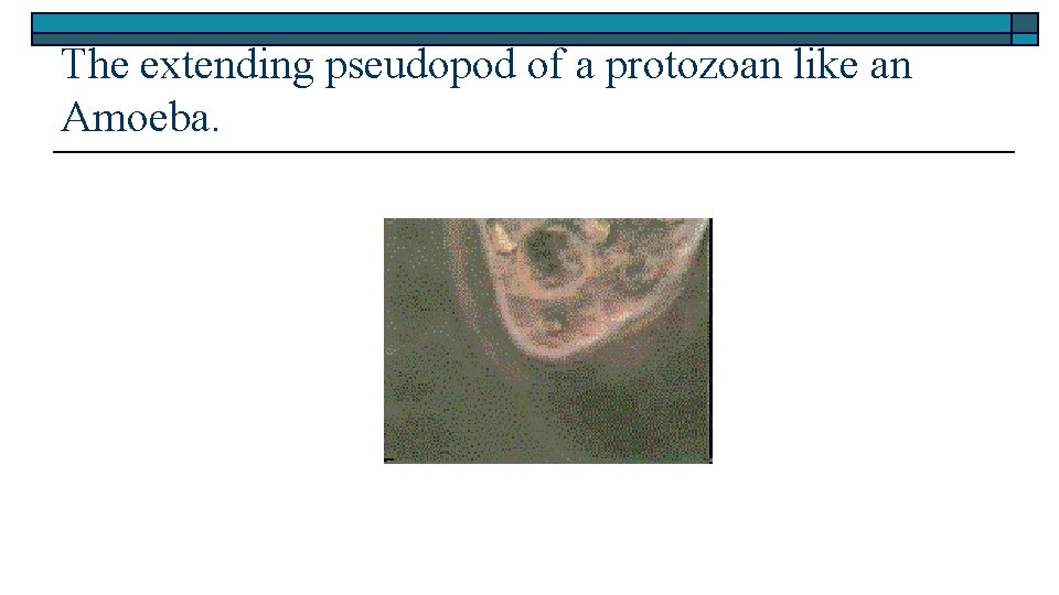 The extending pseudopod of a protozoan like an Amoeba. 