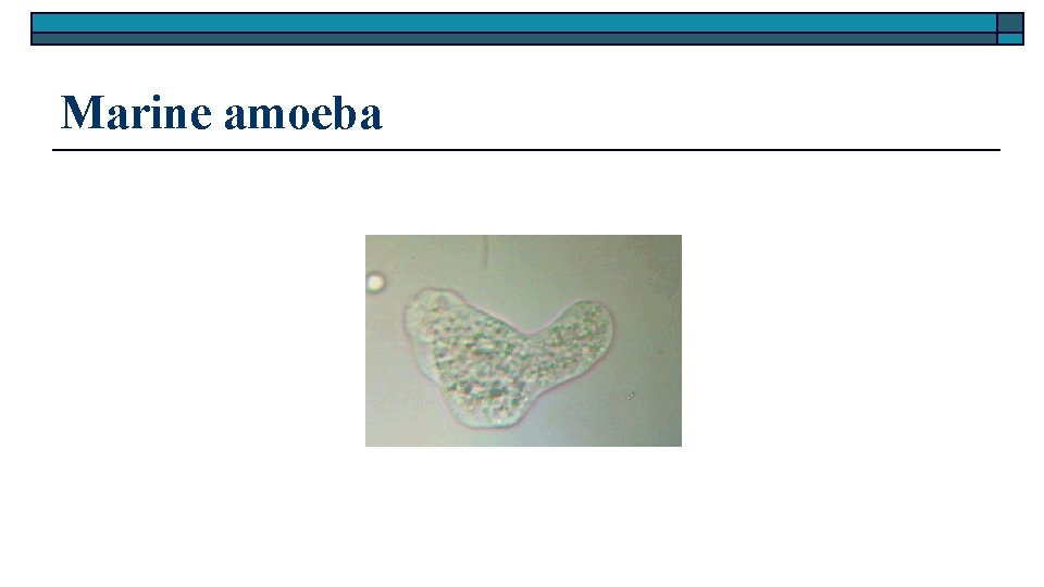 Marine amoeba 