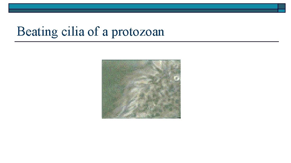 Beating cilia of a protozoan 