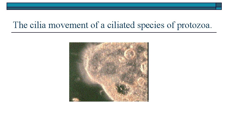 The cilia movement of a ciliated species of protozoa. 