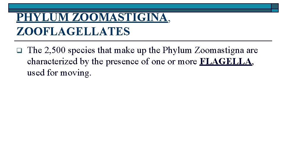 PHYLUM ZOOMASTIGINA, ZOOFLAGELLATES q The 2, 500 species that make up the Phylum Zoomastigna