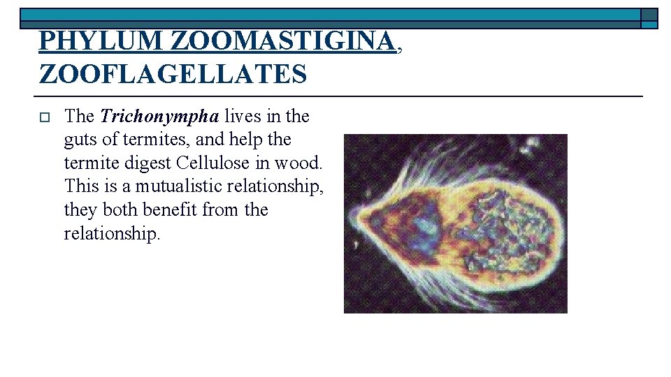 PHYLUM ZOOMASTIGINA, ZOOFLAGELLATES o The Trichonympha lives in the guts of termites, and help