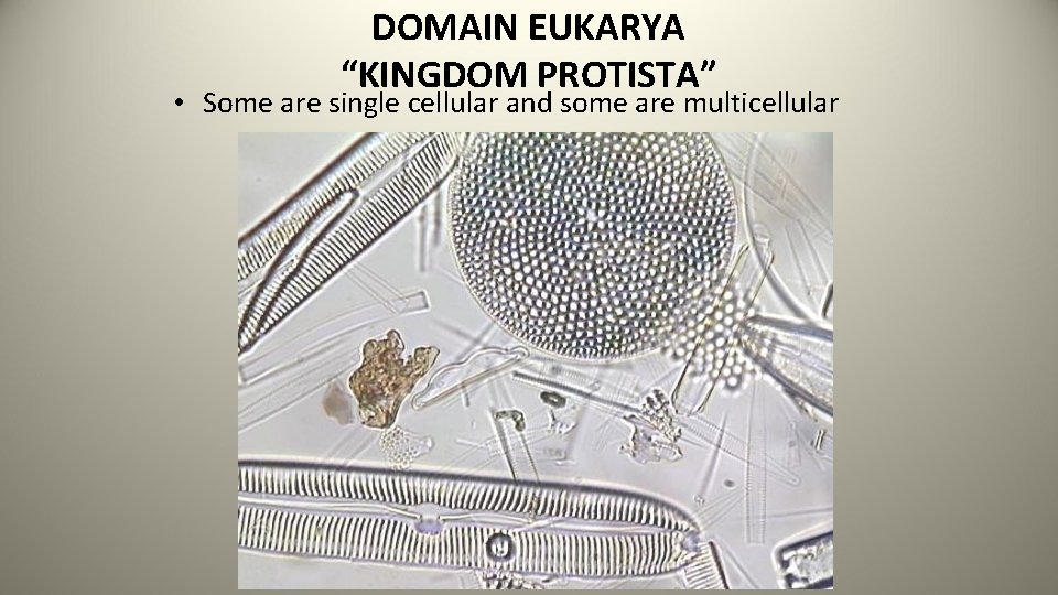 DOMAIN EUKARYA “KINGDOM PROTISTA” • Some are single cellular and some are multicellular 