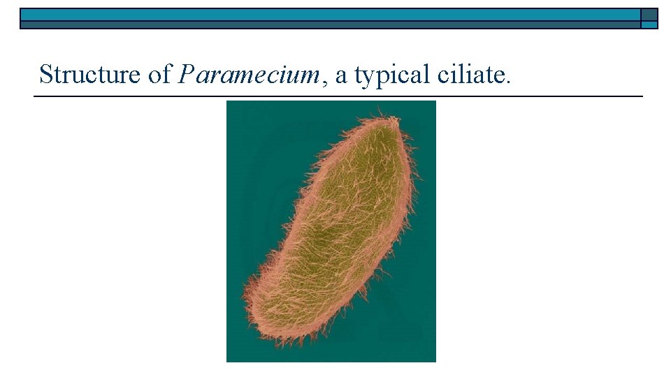 Structure of Paramecium, a typical ciliate. 