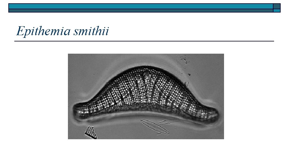 Epithemia smithii 