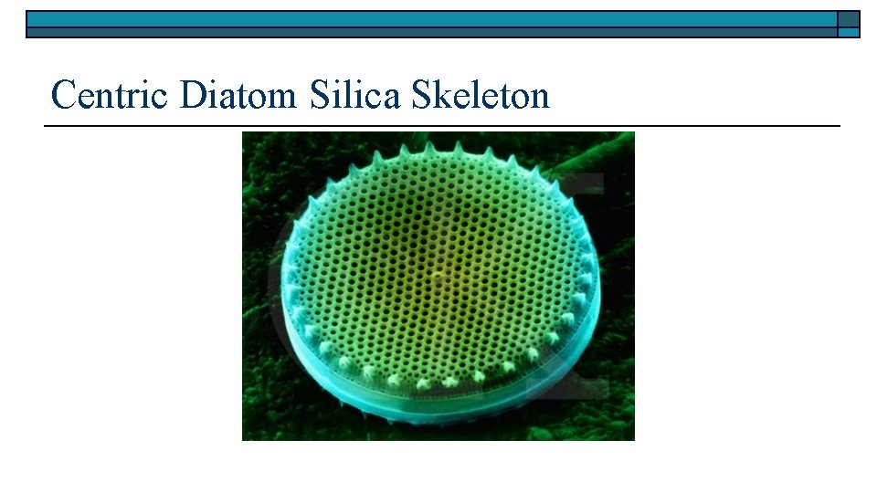 Centric Diatom Silica Skeleton 