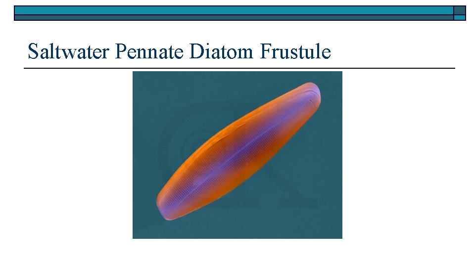 Saltwater Pennate Diatom Frustule 