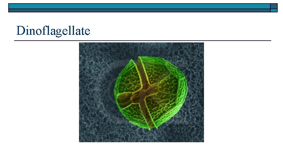 Dinoflagellate 