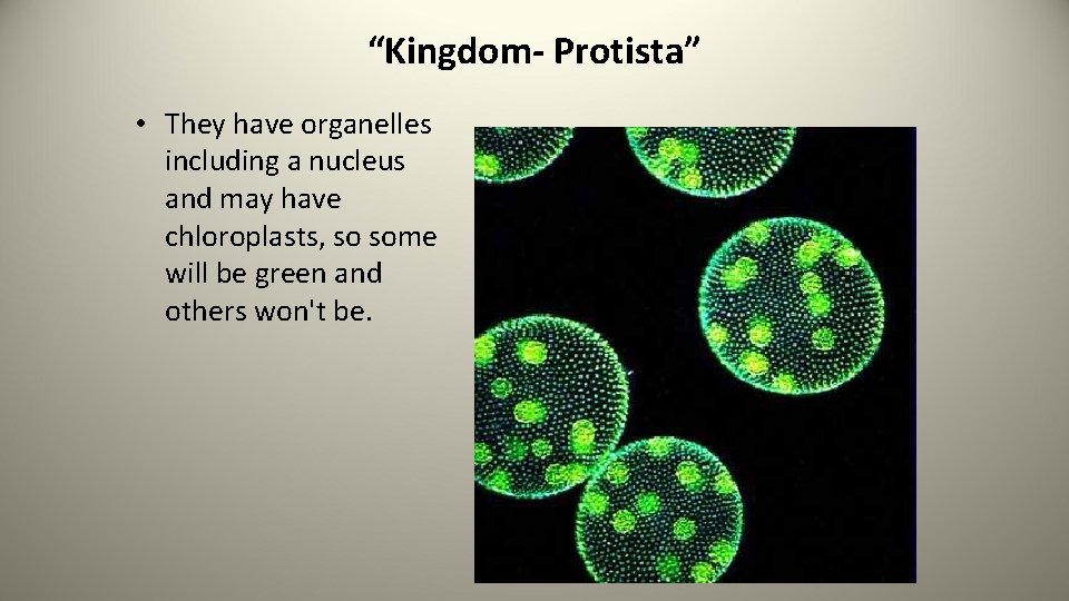 “Kingdom- Protista” • They have organelles including a nucleus and may have chloroplasts, so