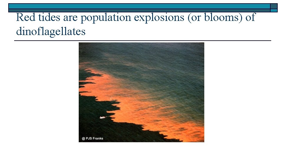 Red tides are population explosions (or blooms) of dinoflagellates 