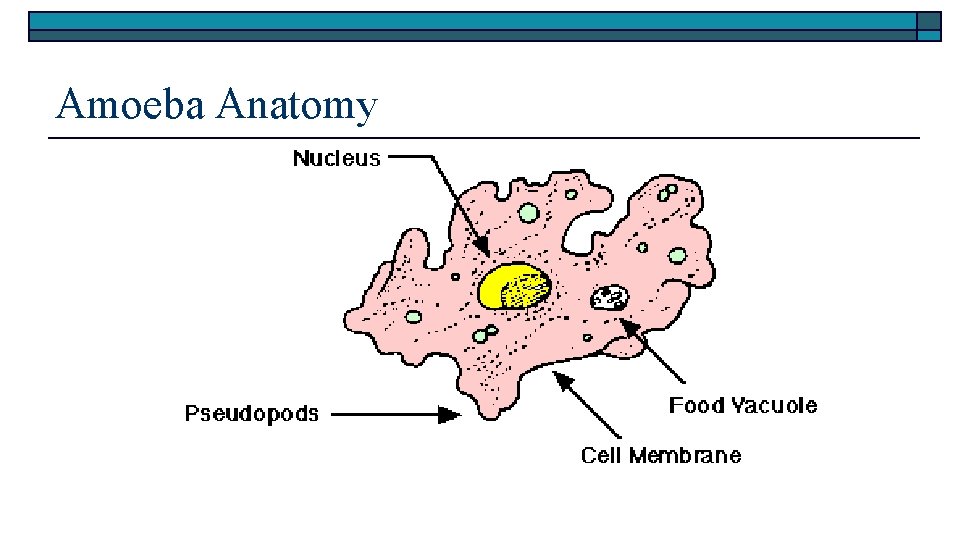 Amoeba Anatomy 