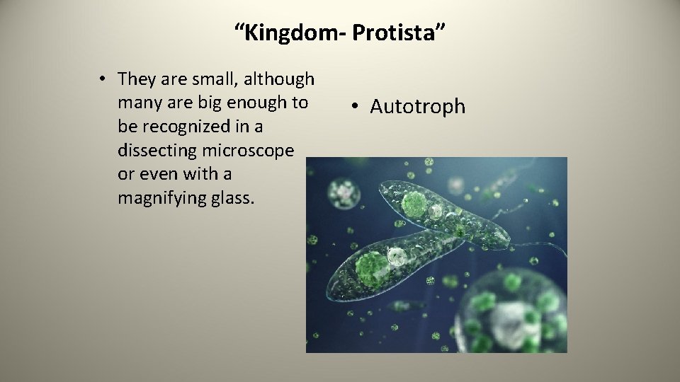 “Kingdom- Protista” • They are small, although many are big enough to be recognized