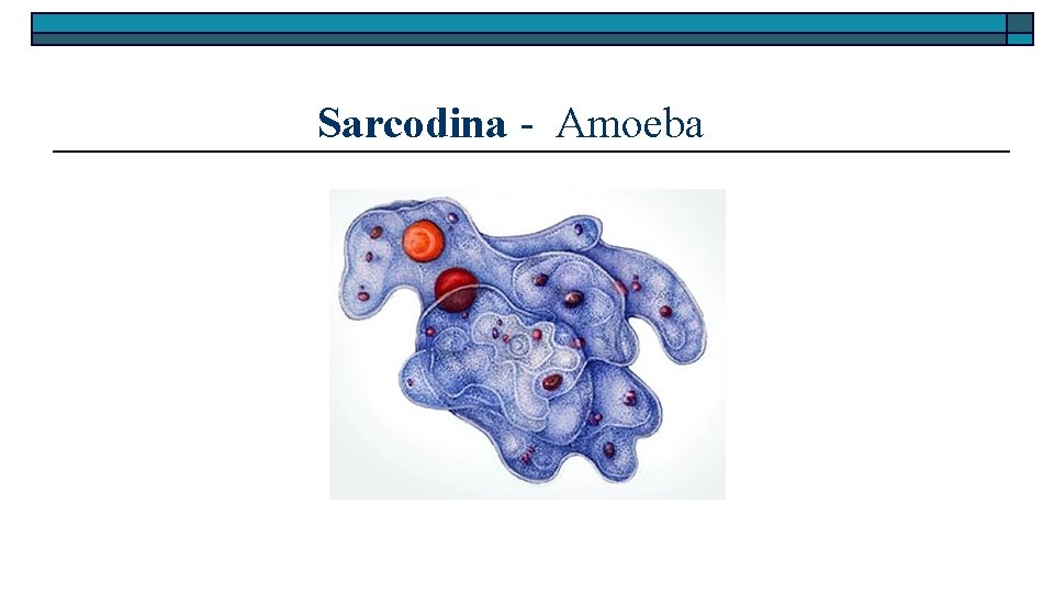 Sarcodina - Amoeba 