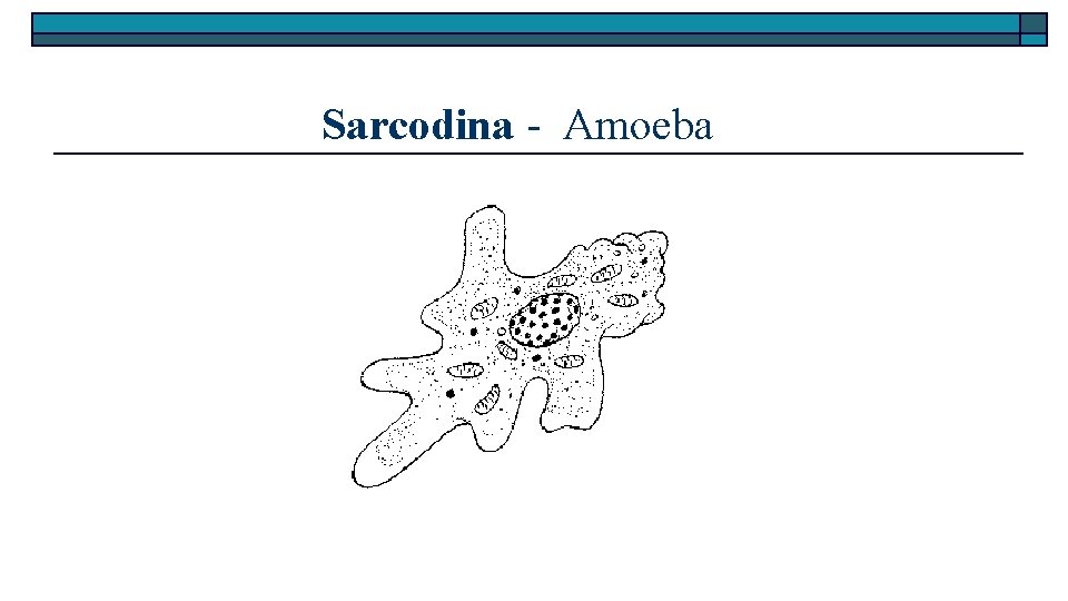 Sarcodina - Amoeba 