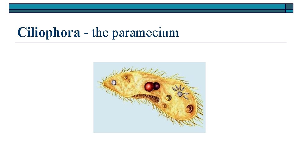 Ciliophora - the paramecium 